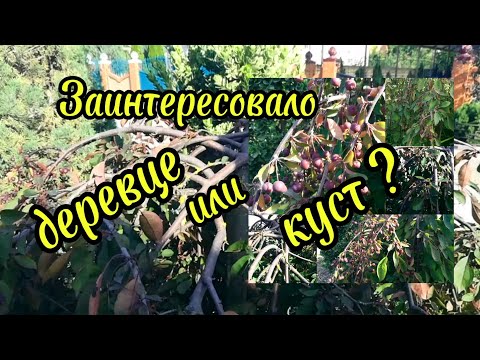 Видео: Ейск ! Вроде декоративное , а с ягодами , деревце или куст ? Если знаете напишите ?!!