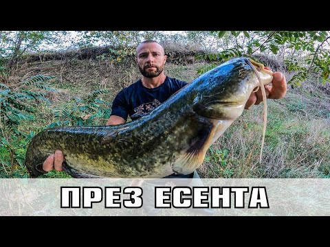 Видео: Речни ЗВЕРОВЕ. ЕСЕНЕН РИБОЛОВ на  МАРИЦА. СОМ и КЕФАЛ