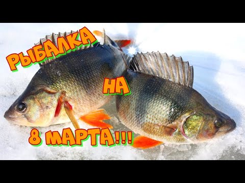 Видео: Рыбалка на 8 марта!!! Ловим отличных окуней. Весенняя рыбалка.