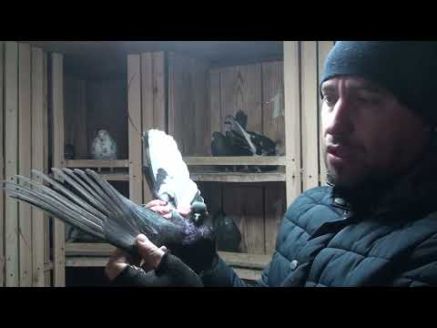 Видео: Чужие голуби в моей голубятне