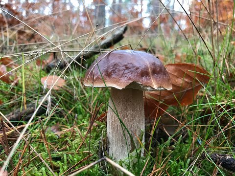 Видео: Грибы, маслята, опята и стихотворение «Сбор грибов» 02/11/2025