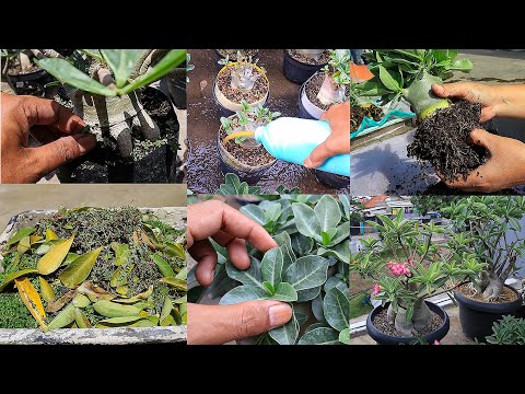 Видео: 6 ошибок, которые я когда-либо совершал при уходе за адениумом. Бонсай из розы пустыни