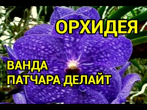 Видео: Ванда Патчара Делайт (V.Patchara Delight)