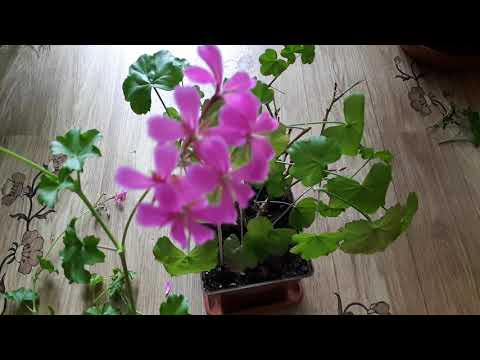 Видео: Обрезка ампельной пеларгонии. Пеларгония... покраснела! Листья и стебли липкие. Разбираю, почему