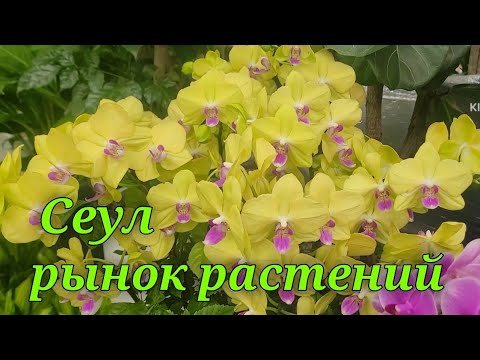 Видео: Сеул.Рынок растений и орхидей.