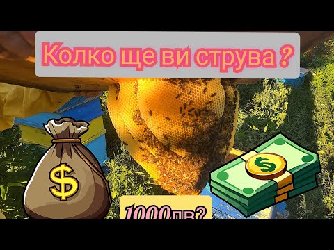 Видео: Колко ще ви струва да започнете с пчеларството? Евтин и скъп вариант.