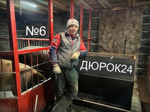 Видео: №6 Бункерная кормушка для поросят