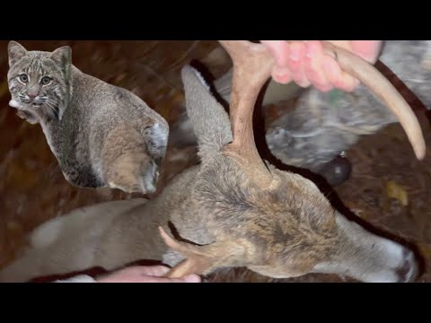 Видео: ГОНКА ВЫГНЕТ БАКСОВ В ПЕНСИЛЬВАНИИ!! (Встреча с рысью!)