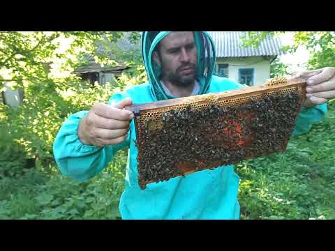 Видео: Состояние роевых отводков пчел