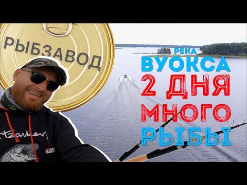 Видео: РЫБАЛКА НА ВУОКСЕ (ЛЕН.ОБЛ.) С ГИДОМ 2020. ПОЙМАЛИ ЩУК И СУДАКОВ. УХА НА ОСТРОВЕ ИЗ ПОЙМАННОЙ ЩУКИ!