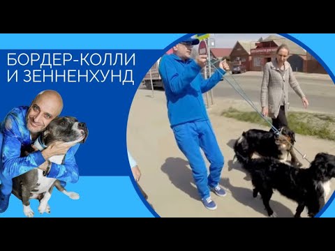 Видео: Важность Понимания, контроль,  поводок и уличные собаки(Бордер-колли и Зенненхунд)