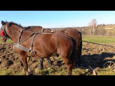 Видео: Заміри розмірів хомута для Хмари. Робота на полі.