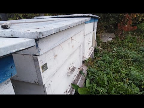 Видео: Подвидение итогов!!! Выгодно ли покупать пчелопакеты из Узбекистана.