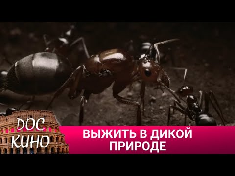 Видео: 🎭 ВЫЖИТЬ В ДИКОЙ ПРИРОДЕ 🌎 ДОКУМЕНТАЛЬНОЕ КИНО 🎆 2022