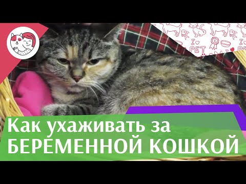 Видео: 5 правил ухода за беременной кошкой на ilikepet