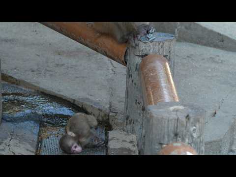 Видео: Материнская Любовь: Одинокий Плач Потерянного Детеныша Обезьяны Тронет Вашу Душу #monpai #monyet #mo