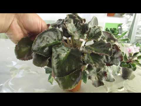 Видео: КАК ВЫХОДИТЬ СЛАБУЮ ФИАЛКУ. И ДОВЕСТИ ДО УМА