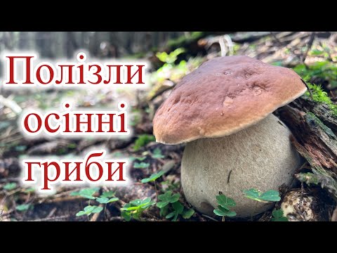 Видео: Полізли осінні білі гриби 🍄‍🟫 20кг. Вдалий похід по білі гриби в Карпати