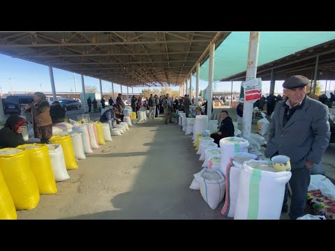 Видео: ЯНГИ ГУРУЧ НАРХЛАРИ КЕСКИН ТУШДИ 😱ШОЛИ ЕКИШДАН ФОЙДА БОРМИ ДЕХКОНЛАР НИМА КИЛАДИ ЭНДИ 08.10.2025