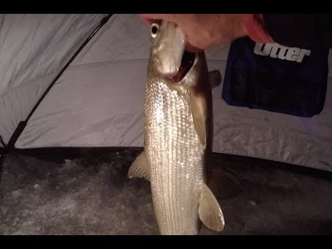 Видео: Зимняя ловля сига /Ice Fishing for WhiteFish || January 2018