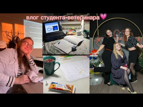 Видео: влог студента-ветеринара #13