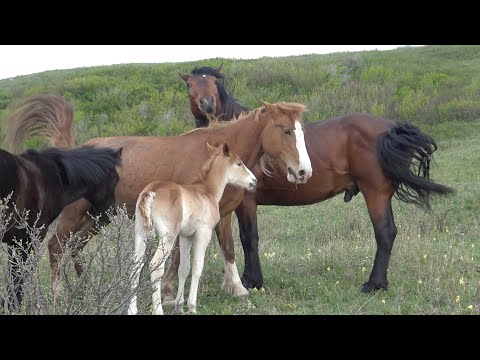 Видео: Лошади. Природа оживает