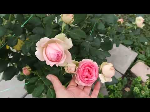 Видео: РОЗА ФËРСТ ЛЕДИ (ПЕРВАЯ ЛЕДИ)