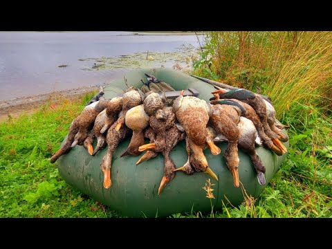 Видео: Открытие Охоты на Утку Осень 2023г.Это Была Славная Охота!!!