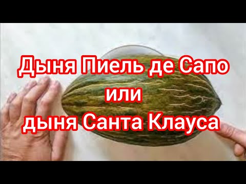 Видео: Дыня Пиель де Сапо или дыня Санта Клауса. Распаковка.