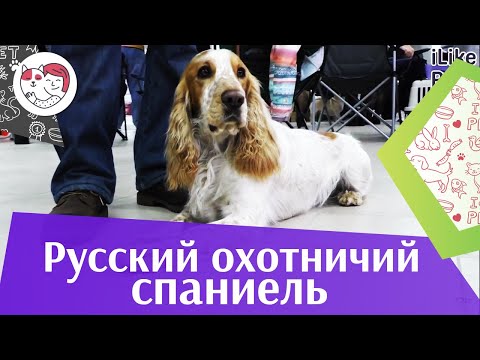 Видео: Русский охотничий спаниель на ilikepet. Особенности породы, уход