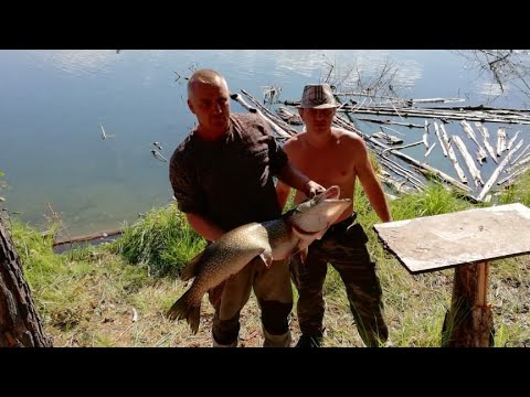 Видео: Охота на крокодилов или рыбалка на Богучанском водохранилище 2020. Осторожно русский мат!!!