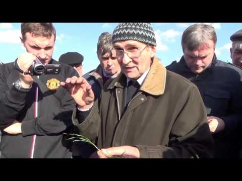 Видео: Донник в бинарном посеве уже начал вегетировать