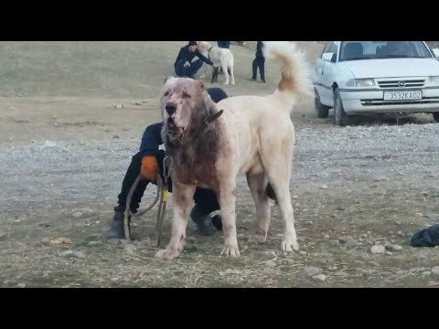Видео: Турнир тест Испытанный Сугд обзор собак Tajik it alabai Central Asian Test Work Dogs Alabai