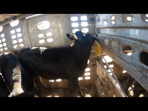 Видео: Выгрузка телят (эп.5)