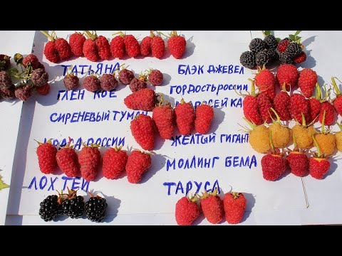 Видео: МАЛИНА ЛУЧШИЕ СОРТА