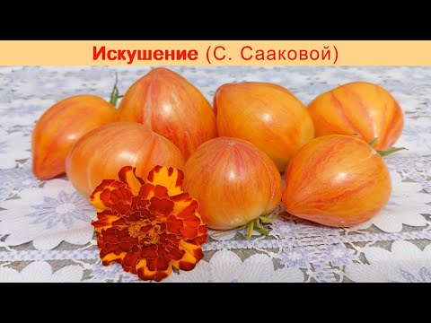 Видео: Обзор томатов 2025: Искушение (С. Сааковой)