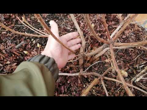 Видео: МОИ РОДОДЕНДРОНЫ ЛИСТОПАДНЫЕ 2021!