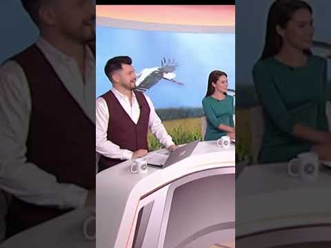 Видео: Как мы написали песню для Стаса Михайлова «Журавли летят в Китай»