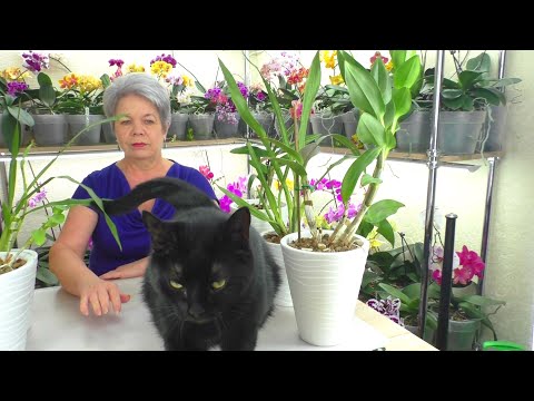 Видео: Мои бульбовые орхидеи, и наши питомцы - помощники. Смешные коты и собака.
