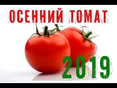 Видео: Осенний томат. Финал