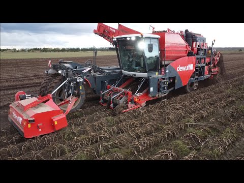Видео: Серьёзная техника на уборке картофеля! / DEWULF, GRIMME / Суздаль 2022. За Русь !