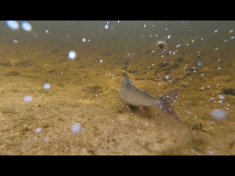 Видео: Медвежьегорск, ловлю хариусов