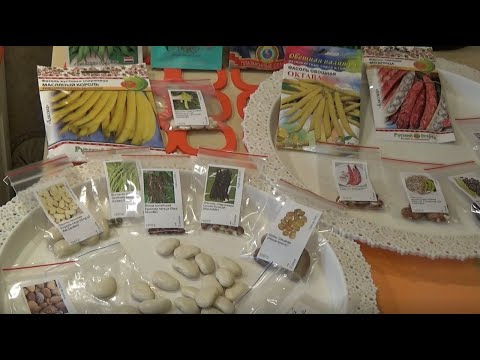 Видео: Фасоль Лимская «Король сада» и другие  Обзор