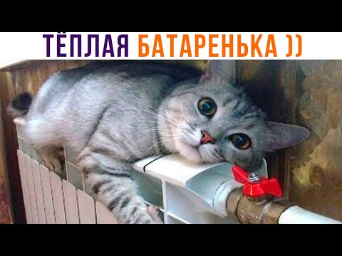 Видео: ТЁПЛАЯ БАТАРЕНЬКА ))) Приколы с котами | Мемозг 1149