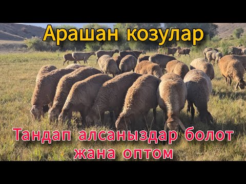 Видео: САТЫЛДЫ ЧАЛМАЙ ЖОК!