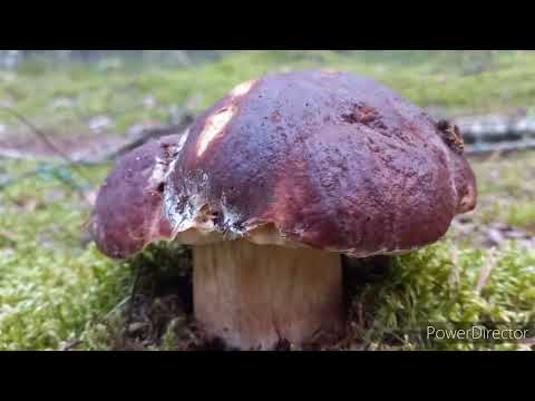 Видео: Грибы🍄Белые и Боровые Пошли / Одни  Нападали Другие не Отпускали / Это просто Жесть  Невыносимая