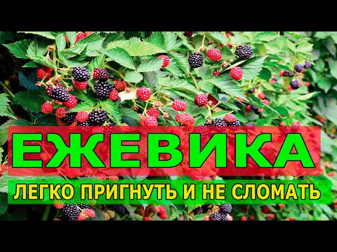 Видео: ЕЖЕВИЧНИКИ НИКОМУ ОБ ЭТОМ НЕ РАССКАЗЫВАЮТ. КАК СФОРМИРОВАТЬ ЛЕГКО УКРЫВАЕМЫЙ КУСТ ЕЖЕВИКИ.