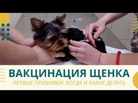 Видео: Прививки щенку: вакцинация и ревакцинация вакциной Nobivac (прививки для йорка, вакцинация собак)