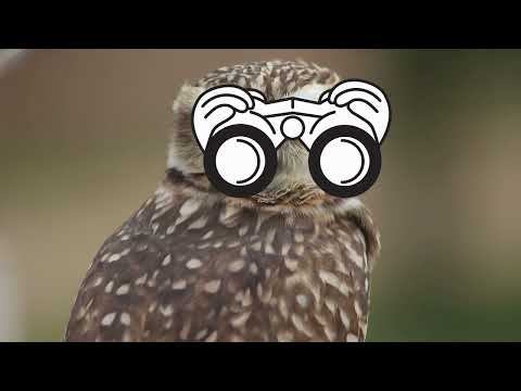 Видео: Чудесни животни - Був