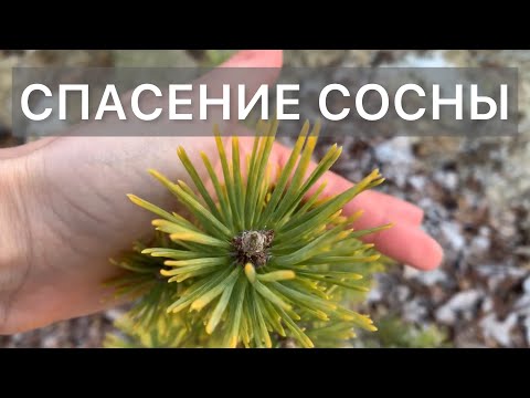 Видео: Сосна не растёт❓ПРОВЕРЬТЕ КОРНЕВУЮ‼️
